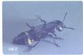 Creophilus maxillosus villosus (Hairy rove beetle)