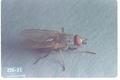Haematobia irritans (Horn fly)