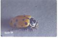 Hippodamia sinuata (Sinuate lady beetle)