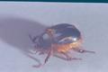 Pleocoma minor (Rain beetle)