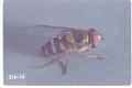 Syrphus opinator (Flower fly)
