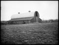 Barn on Olaf Olsen farm, Granger, WA. Man throwing hay to animals in pen outside of barn.