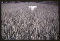 Wheat fertilizer response test plot using N4P2, central Oregon, circa 1965
