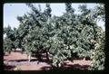 Prune trees in Meyer orchard, Oregon, circa 1967