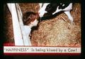 "Happiness is being kissed by a Cow!" title slide, circa 1973