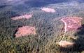 Aerial view of loggings