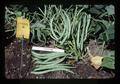 Closeup of 4899-2 bean plants, Oregon, 1977