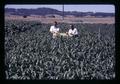 Larry Boersma and another with heated sudan grass plot at Hyslop Farm, Corvallis, Oregon, circa 1971