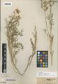 Astragalus tweedyi Canby