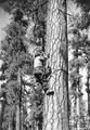 Civilian Conservation Corps boy hanging insulator in tree for telephone line construction, Fremont National Forest