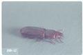 Tenebroides mauritanicus (Cadelle beetle)