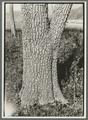 Pyrus ussuriensis pear tree