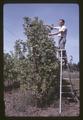 Dr. Melvin Westwood pruning pear hedgerow, 1966