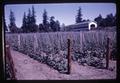 Beans and covered bridge on Kiger Island, Oregon, 1960