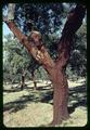 Cork tree, Spain, circa 1965