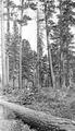Brooks Scanlon Lumber Company, Camp 1, showing Ponderosa pine being cut