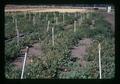 Tomato trial plots, Southern Oregon Experiment Station, Medford, Oregon, circa 1972