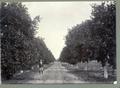 Argentine tropical fruit experiment station orange trees