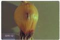 Delia antiqua (Onion maggot)