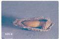 Pyrausta fumalis (Mint root borer)
