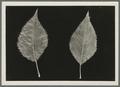 Pyrus betulaefolia pear leaves