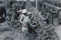 Soldiers picking hops