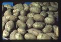 Closeup of potatoes in Oregon Potato Commission booth, Oregon State Fair, Salem, Oregon, 1975