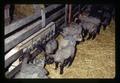 Lambs using self feeder, Oregon State University, Corvallis, Oregon, April 1972