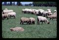 Sheep, Scholls, Oregon, circa 1970