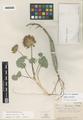 Trifolium owyheense Gilkey