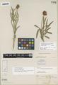 Trifolium harneyensis Howell