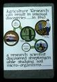 Agricultural Research Can Result in Unusual Discoveries presentation slide, 1977