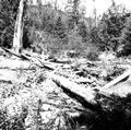 Upper Smith River filled with wood debris