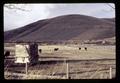 Sheep and cattle in feedlot, Morrow County, Oregon, circa 1971