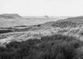 Coastal dune grasslands