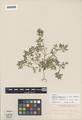Nemophilla menziesii H. & A. ssp. australis Brand var. incana Brand