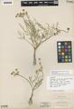 Peucedanum bicolor var. gumbonis M.E. Jones