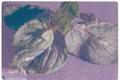 Pyrausta fumalis (Mint root borer)