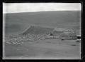 Sheep at Hay Creek