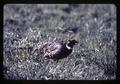 Pheasant, circa 1965