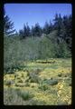 Meadow in Curry or Coos County, Oregon, May 1970