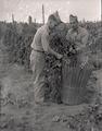 Soldiers picking hops