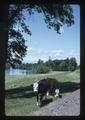 Cattle along bend in Willamette River, Linn County, Oregon, 1975