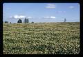 White clover field near Dayton, Oregon, May 1971