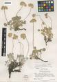 Eriogonum ovalifolium Nutt. var. pansum Reveal
