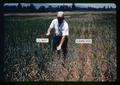 Dr. William E. Sieveking comparing barley resistant and susceptible to yellow dwarf virus, 1961