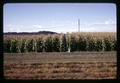 Corn field in soil heating experiment, Oregon State University, Corvallis, Oregon, circa 1969