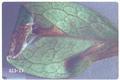 Caloptilia azaleella (Azalea leafminer)