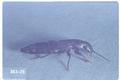 Ocypus globulifer (Rove beetle)