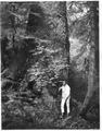 Large Spruce with man